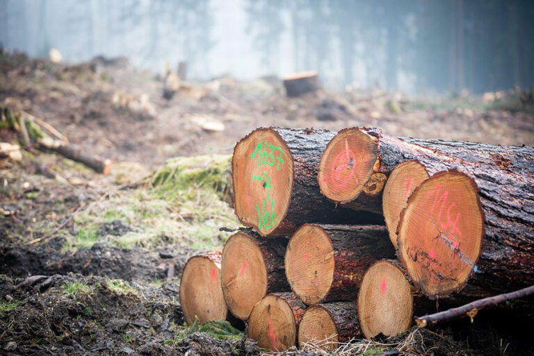 Když růst jede na dluh: Příběh Wood Seeds